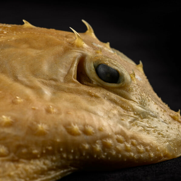 Thorny skates come in 'snack' and 'party' sizes: After a century ...