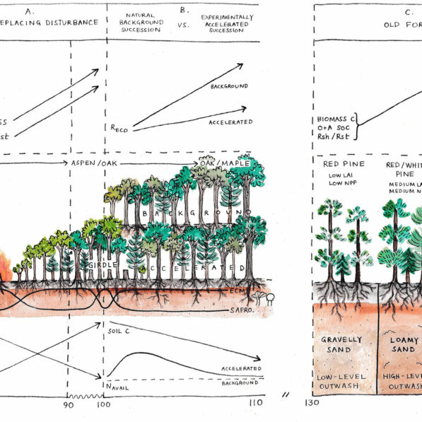 Time is not the driving influence of forest carbon storage, study ...