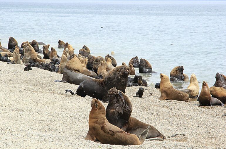 Tooth size in South American sea lions reflects historical shifts ...