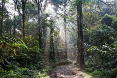 Tree planting is still the best way to remove carbon, despite ...