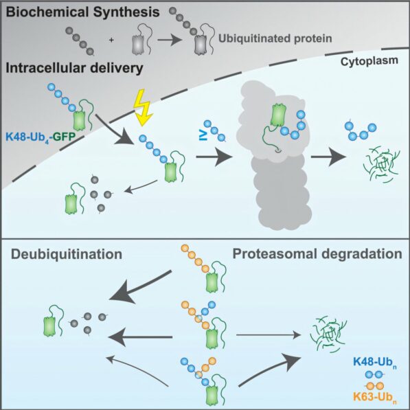 UbiREAD: Cracking the ubiquitin code of protein degradation