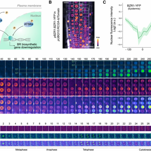 Uneven hormone distribution in plants regulates cell division and ...
