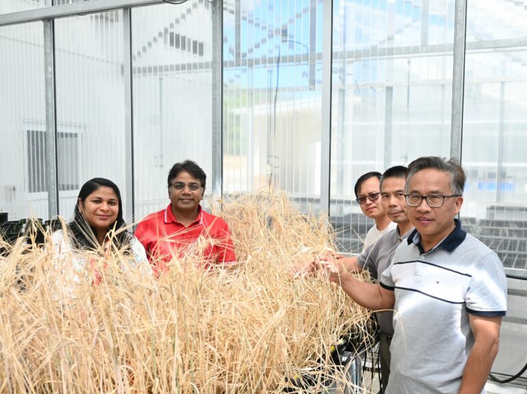 Wild barley genomics research paves the way for climate-resilient ...