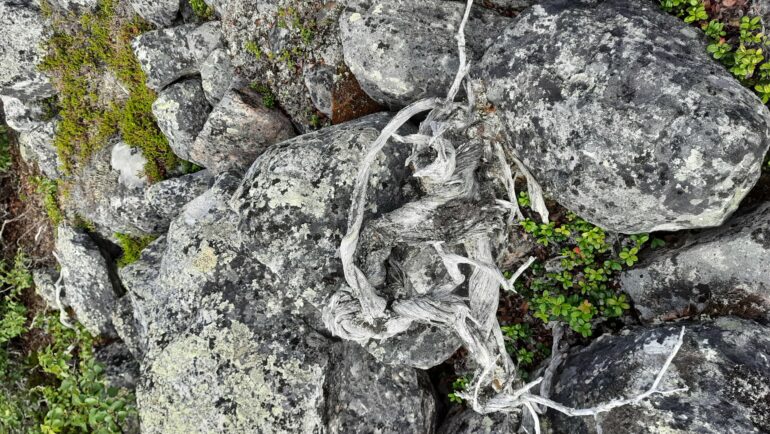 World's oldest juniper shrub discovered in Finland—annual rings ...