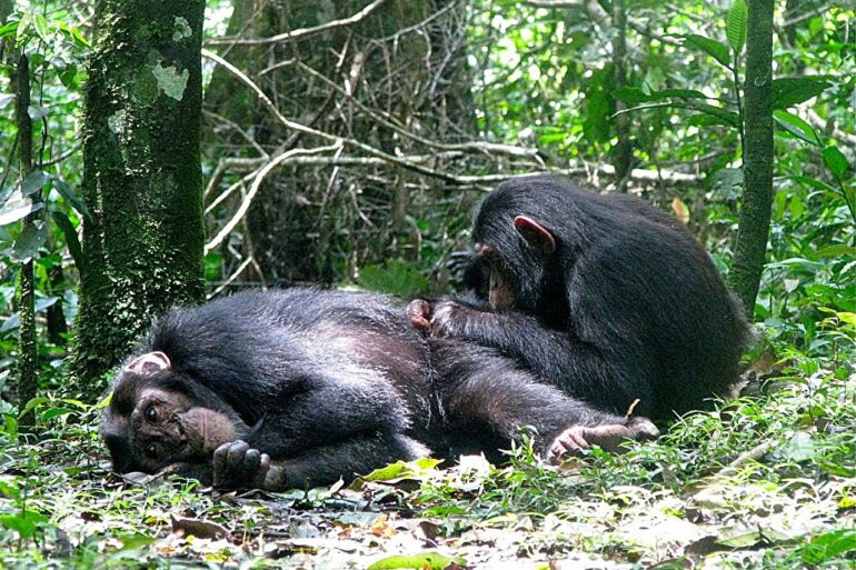 Young female chimps develop nest-building independence earlier ...