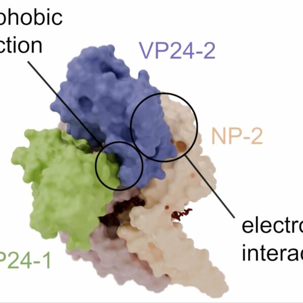 Zooming in on the structure of the lethal Ebola virus
