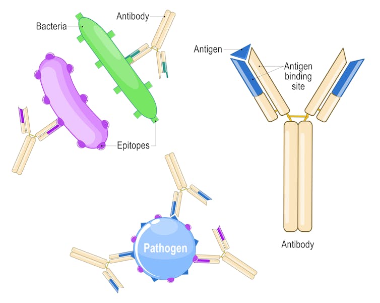 diagram of Y-shaped antibodies sticking to other molecules