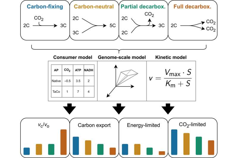 Beyond photorespiration: A systematic approach to unlocking enhanced plant productivity