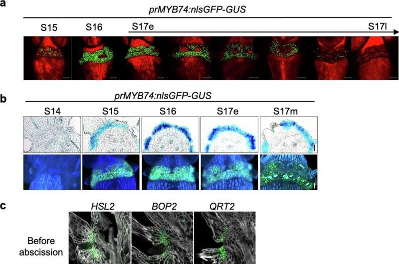 Mechanism behind epidermal cell transformation in residual plant cells identified—hopes to control fruit growth