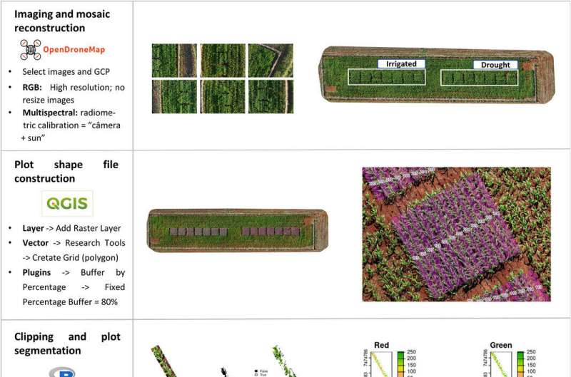 Method uses drone and low-cost camera to select drought-tolerant plants