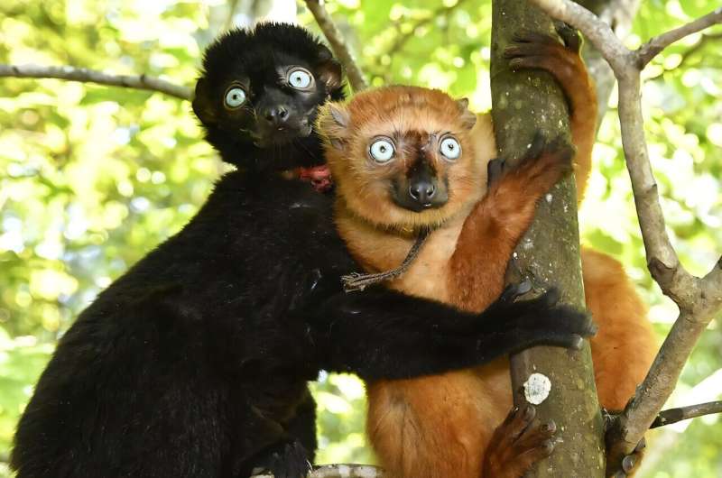 How changes in lemur brains made some mean girls nice