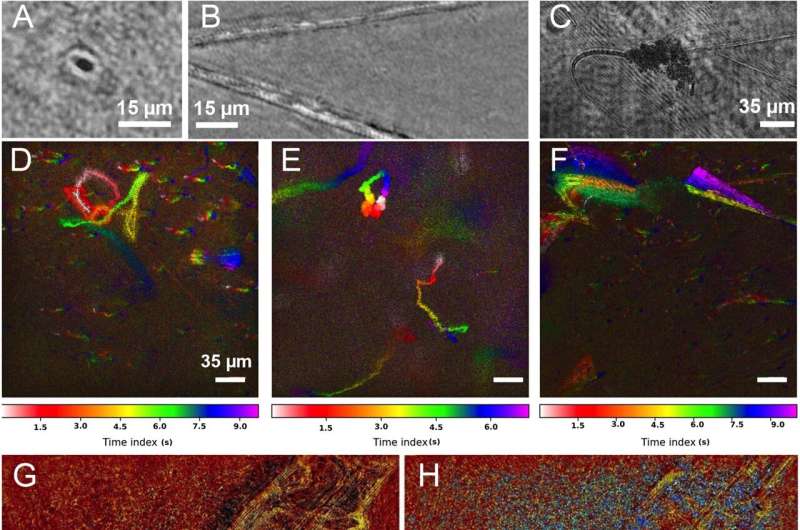 Microscopy reveals signs of life in Earth's extremes, boosting search for alien life