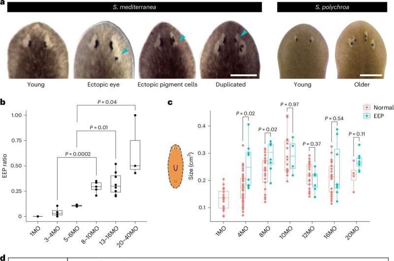 Planarian worms can regenerate into a more youthful version of themselves
