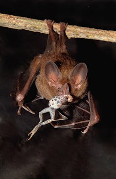 Bat eating frog