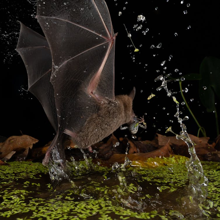 Bat capturing frog from a pond