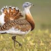 Ancient humans ritually feasted on great bustards as they buried ...
