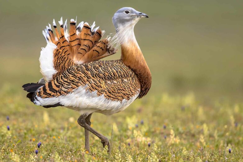 Ancient humans ritually feasted on great bustards as they buried ...