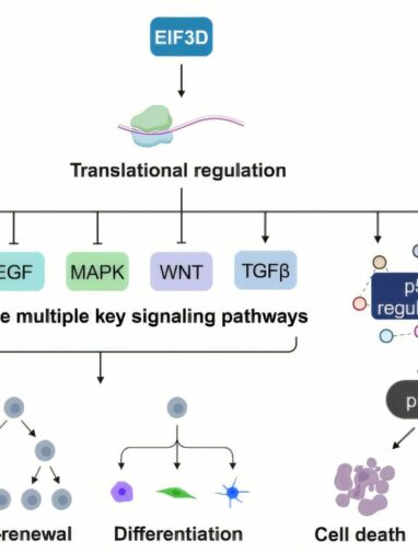 CRISPR screen identifies EIF3D as critical regulator of stem cell ...