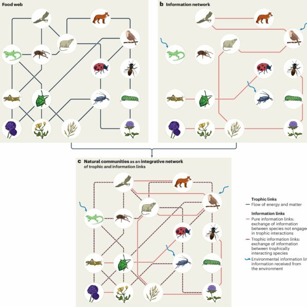 Internet of nature' helps researchers explore the web of life