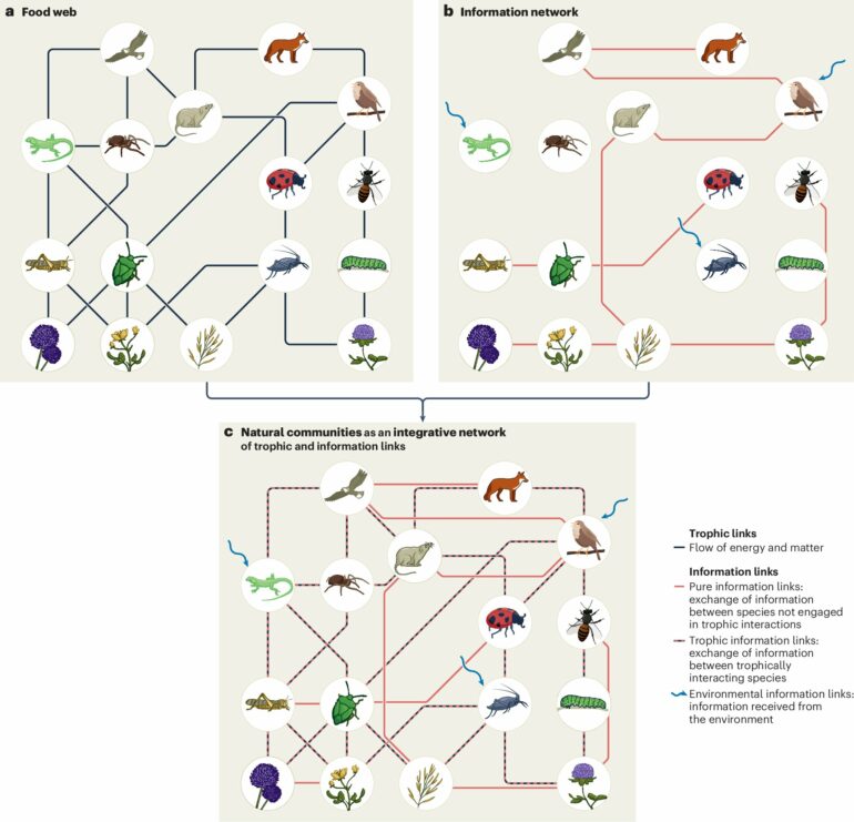 Internet of nature' helps researchers explore the web of life