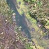 Microplastics: What's trapping the emerging threat in our streams?