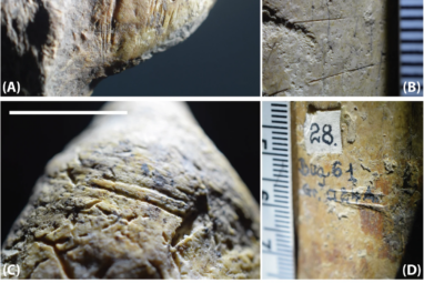 Hominini in Europe: a presence much older than expected 🦴