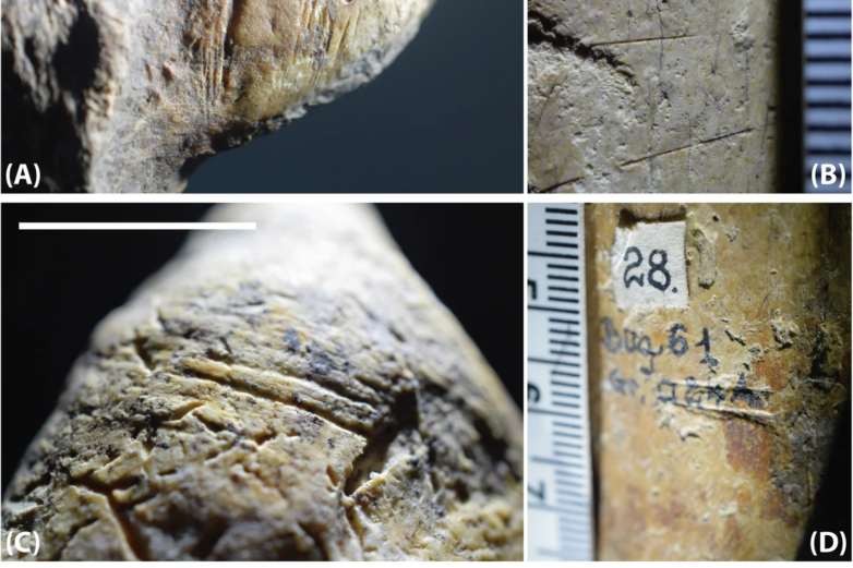Hominini in Europe: a presence much older than expected 🦴