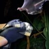 Young bats learn to be discriminating when listening for their ...