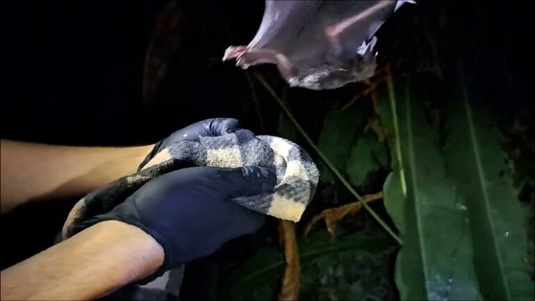 Young bats learn to be discriminating when listening for their ...