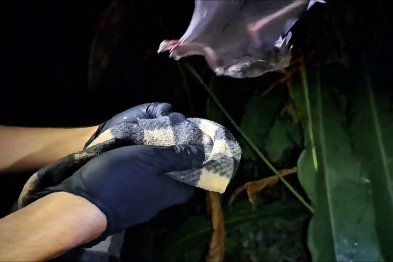 Young bats learn to be discriminating when listening for their ...