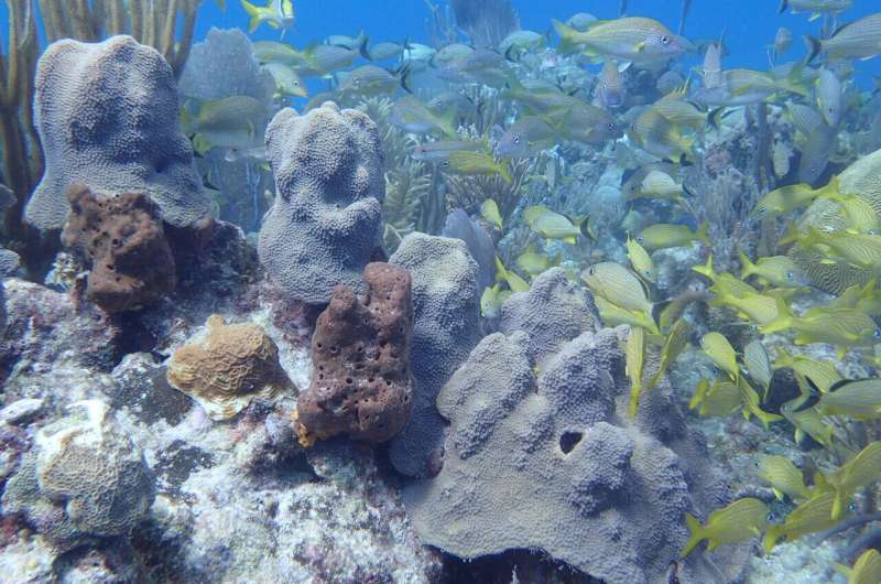 Seawater microbes are a powerful tool for diagnosing coral reef health and strengthening conservation efforts, according to new paper