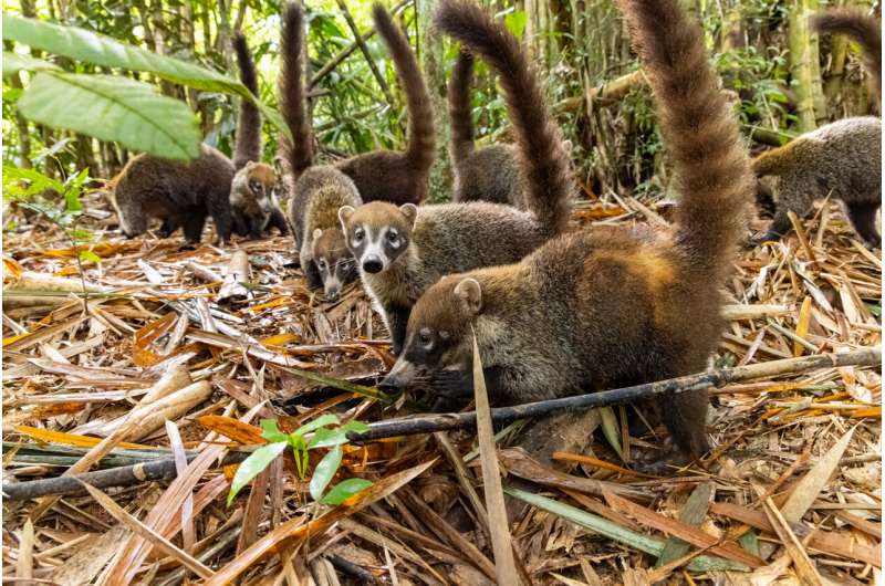 Very different mammals follow the same rules of behavior