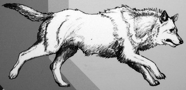 Illustration of white wolf running