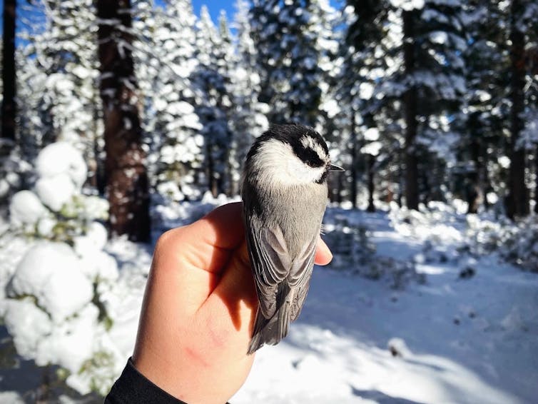 a small gray bird on a hand against a snowy background