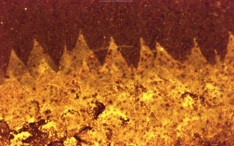 Durham University scientists solve 500-million-year fossil mystery