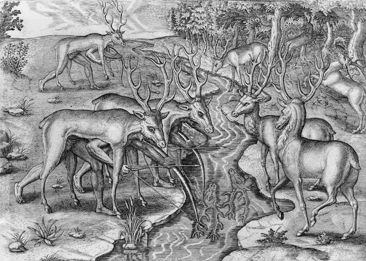 three people crouched under deerskins with heads and antlers aim bows at several live deer