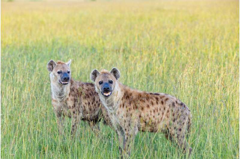 Very different mammals follow the same rules of behavior