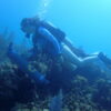 Microbial monitoring in reef waters offers accessible tool for ...