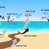 Pollution from the Tijuana river affects air quality in San Diego ...