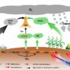 Rising soil nitrous acid emissions driven by climate change and ...