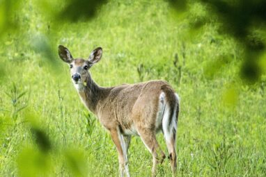The rise and fall—and rise again—of white-tailed deer
