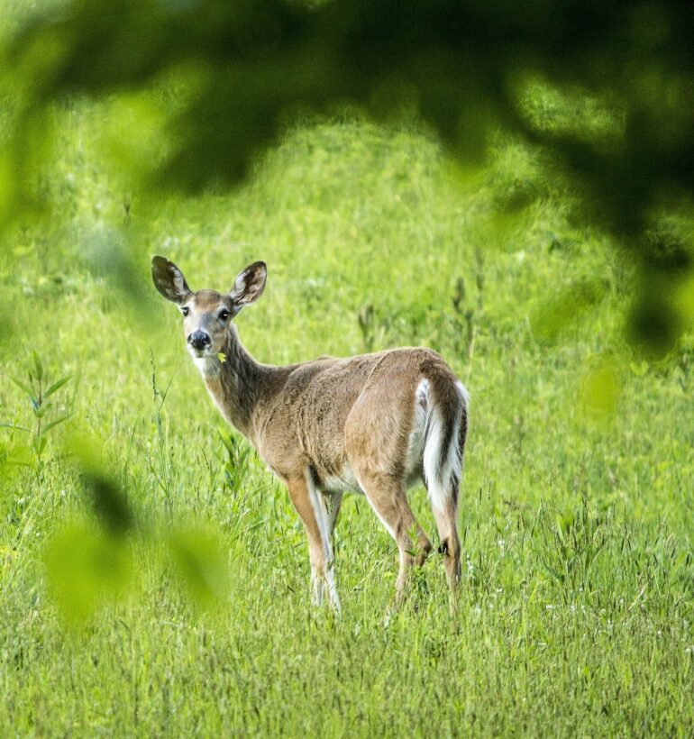 The rise and fall—and rise again—of white-tailed deer