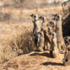 Very different mammals follow the same rules of behavior: Research ...