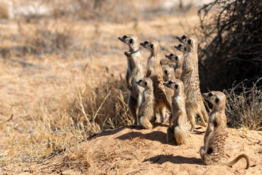 Very different mammals follow the same rules of behavior: Research ...