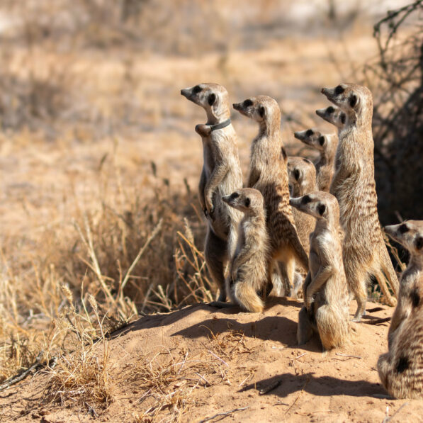 Very different mammals follow the same rules of behavior: Research ...
