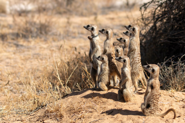 Very different mammals follow the same rules of behavior: Research ...