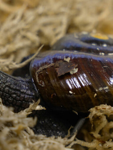 What the shell: scientists marvel as NZ snail lays egg from neck