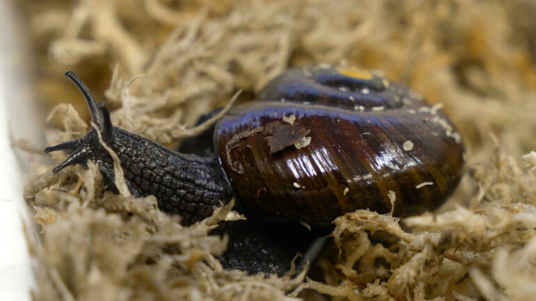 What the shell: scientists marvel as NZ snail lays egg from neck