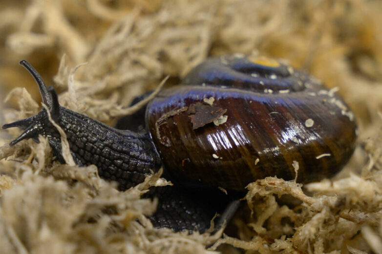 What the shell: scientists marvel as NZ snail lays egg from neck