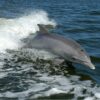 A bottlenose dolphin? Or Tursiops truncatus? Why biologists give ...